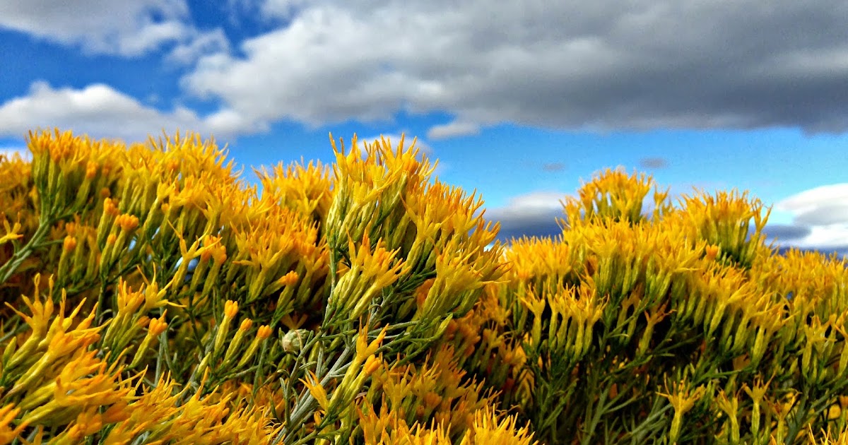 Nevada's state flower