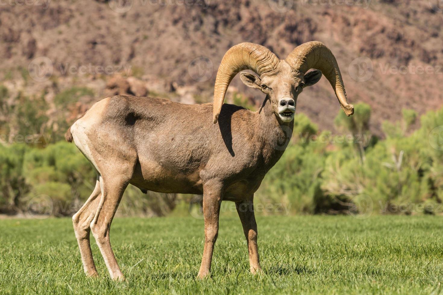 Big Horn Sheep spotted in Nevada
