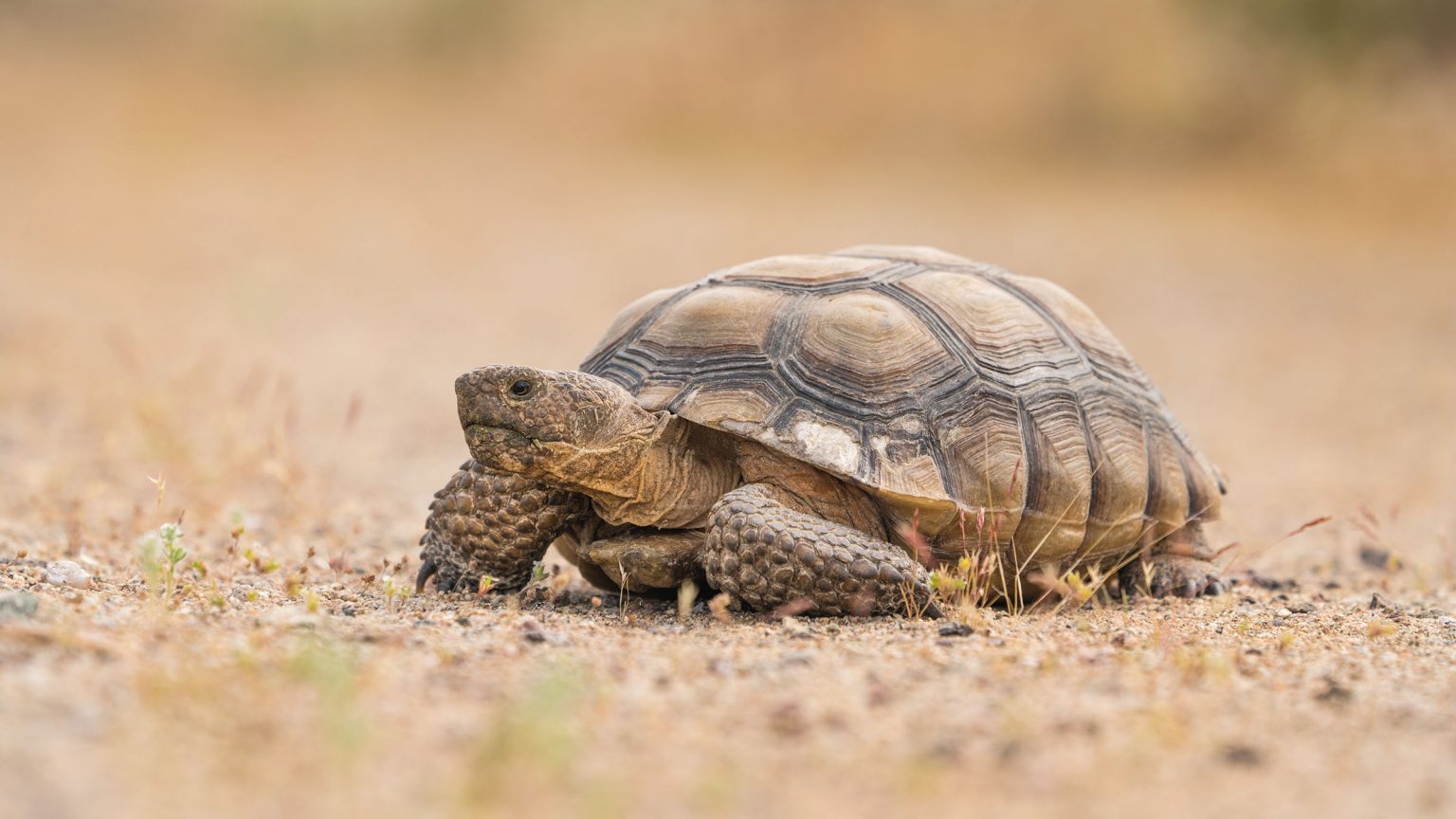 A desert tortoise walking the desert plain